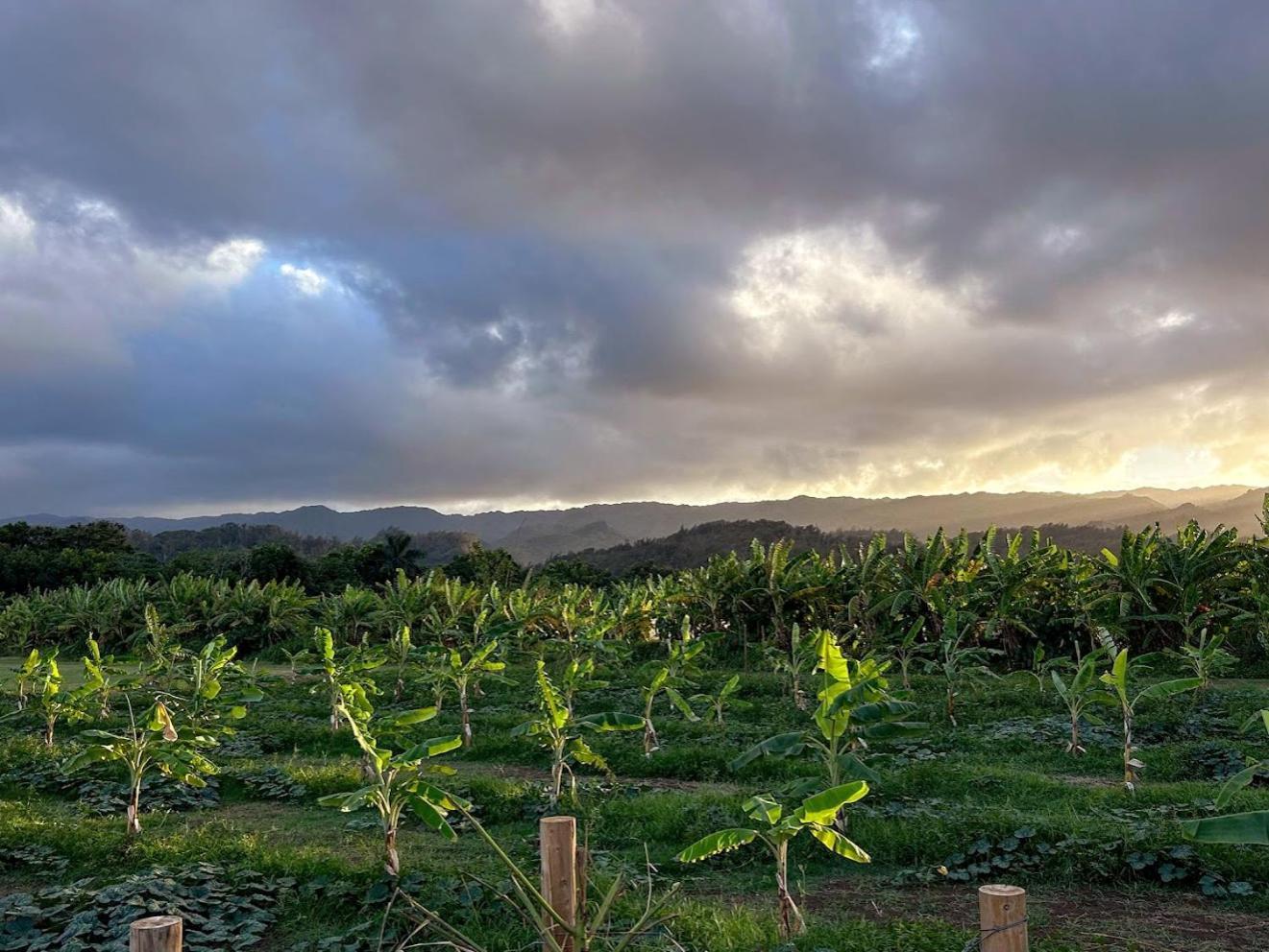 North Shore Glamping Camping Laie, Oahu, Hawaii Ngoại thất bức ảnh